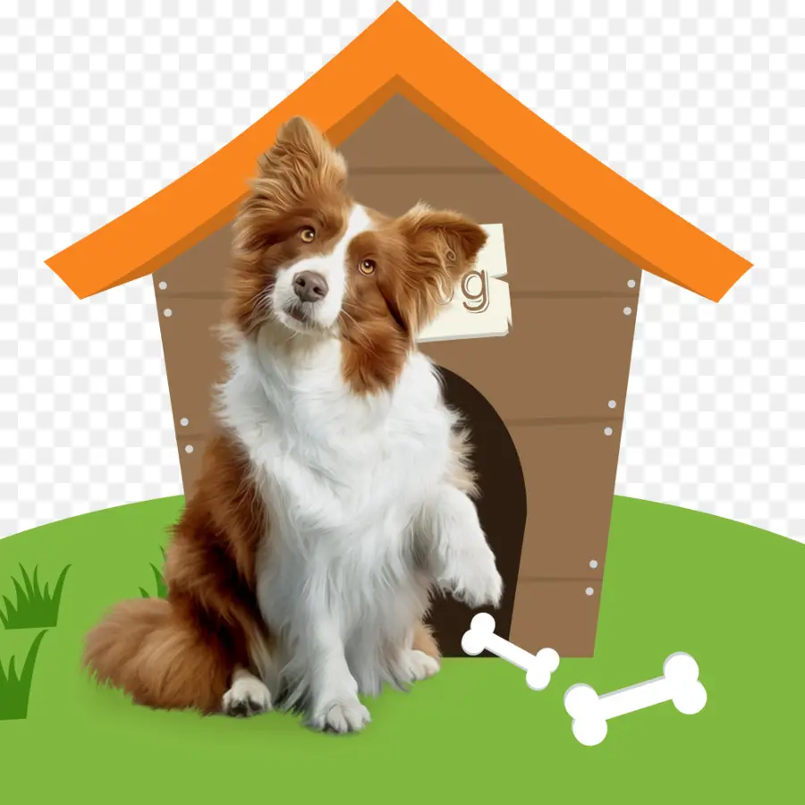 Anjing Dan Rumah，Rumah Anjing PNG