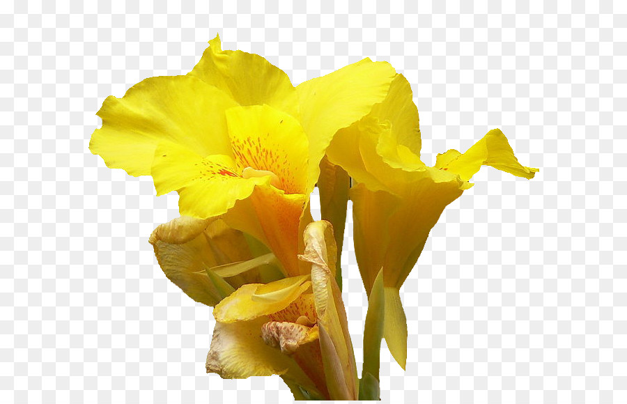 Tebu，Daffodil PNG