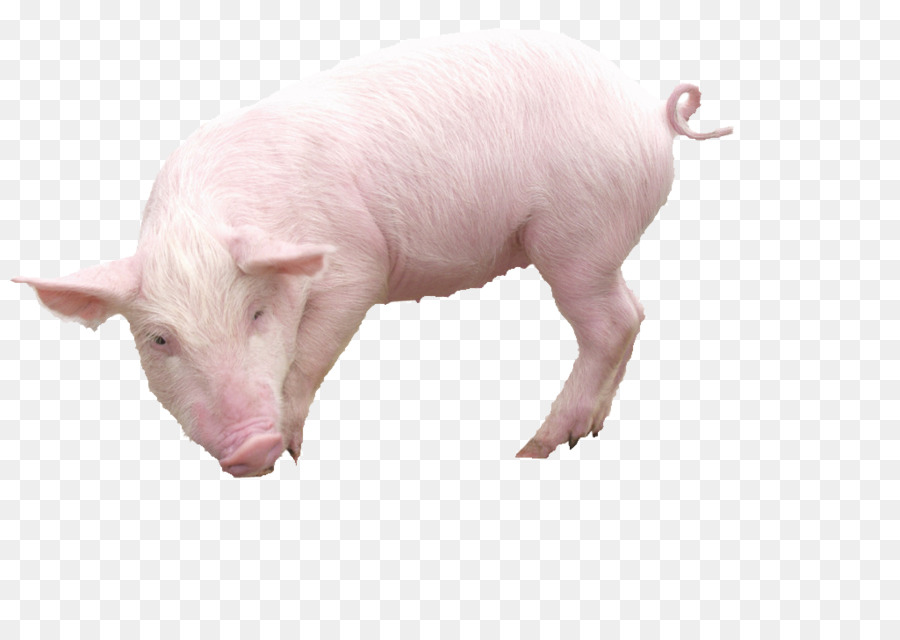 Babi Domestik，Format File Gambar PNG