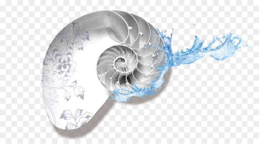 Cangkang Nautilus，Air PNG