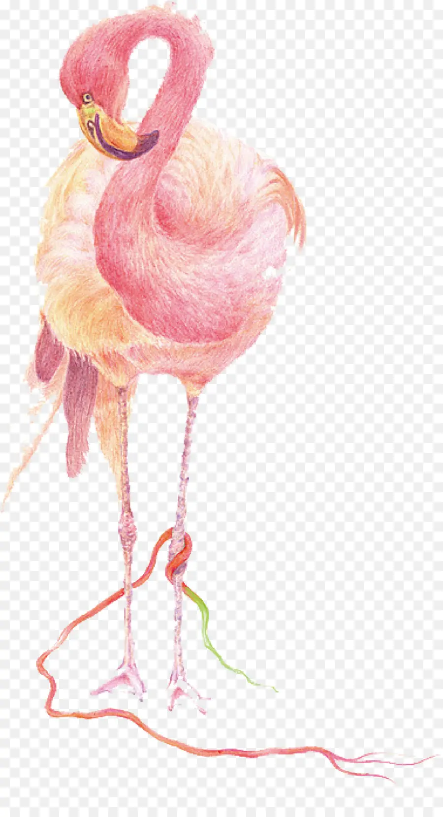 Flamingo Halus，Kartun PNG