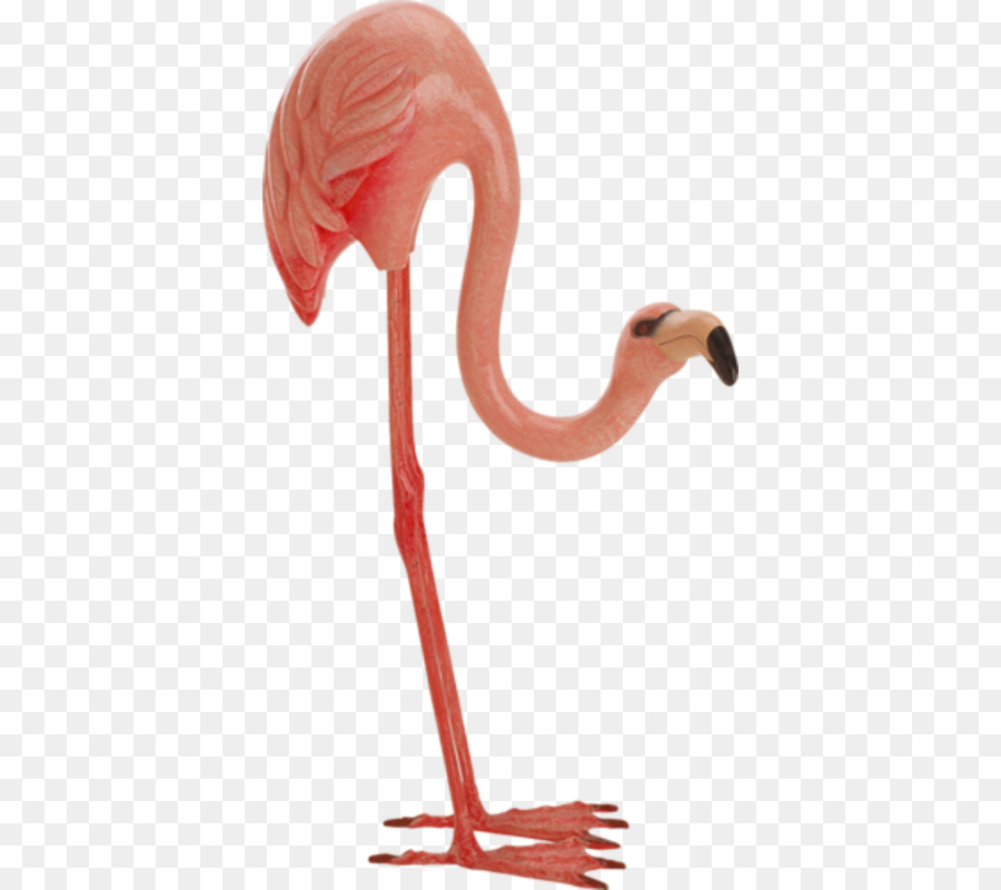 Flamingo，Berwarna Merah Muda PNG