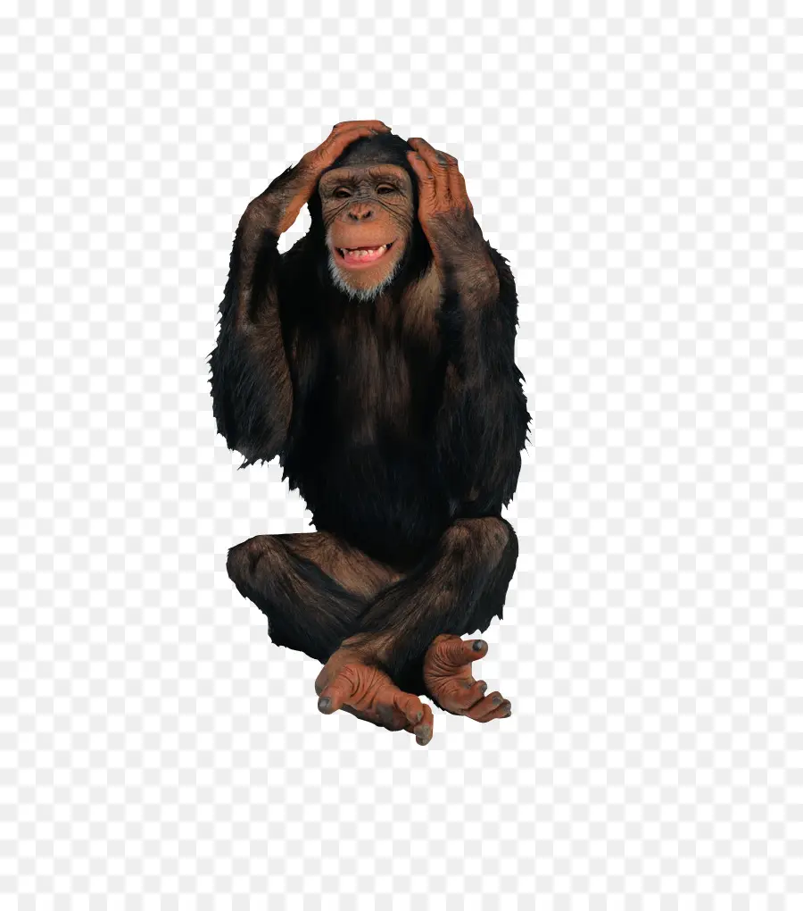 Primata，Simpanse PNG