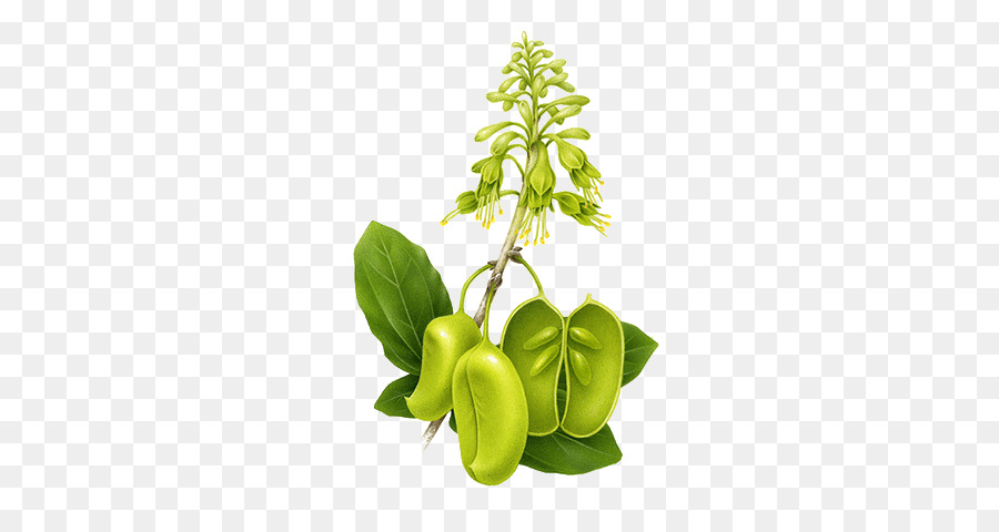 Kacang，Sayuran PNG