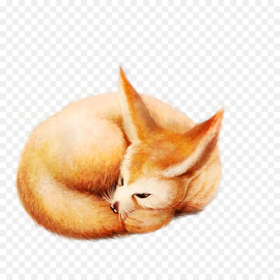 Fennec Rubah，Sedang Tidur PNG