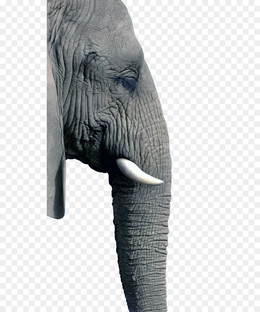 Gajah Afrika Bush，Anjing PNG