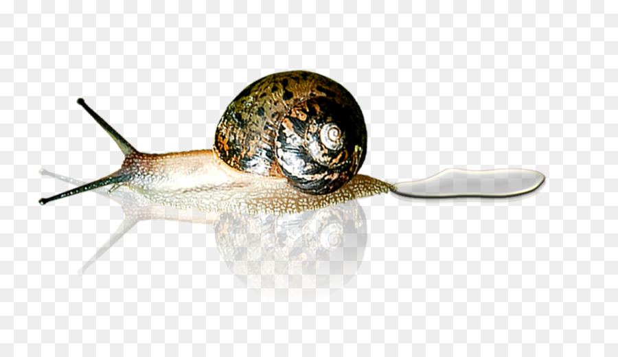 Siput，Kerang PNG