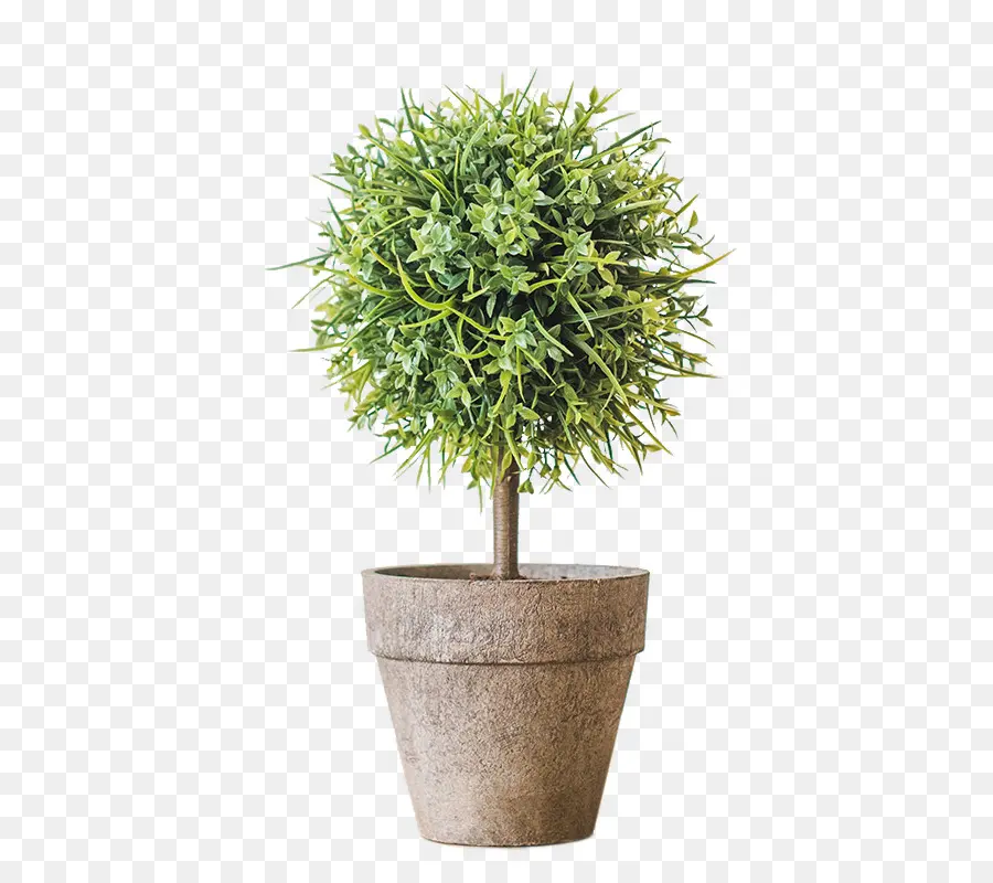 Pohon，Pot Bunga PNG