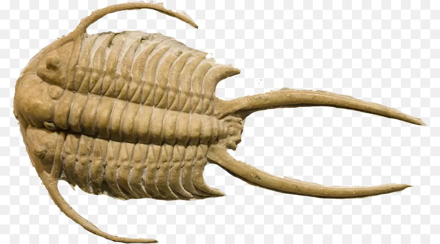 Fosil Trilobita，Kuno PNG