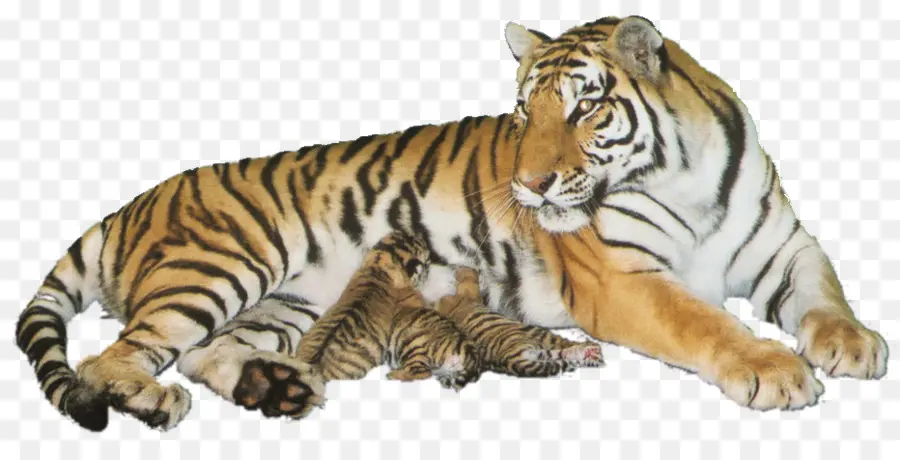 Harimau，Margasatwa PNG