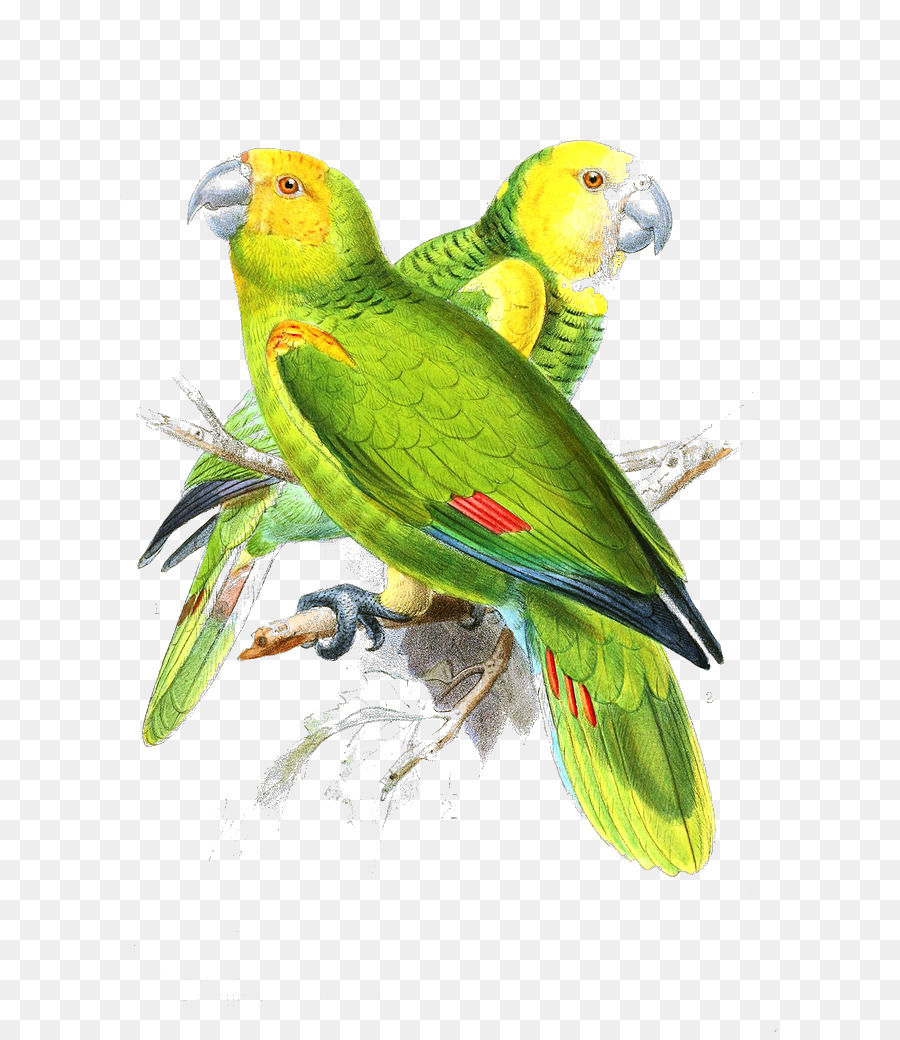 30 Ide Lukisan Burung Lovebird  Verbal Exhibitionist