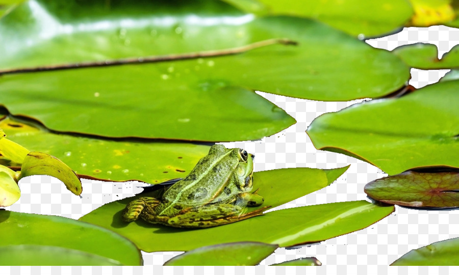 Katak Di Daun Teratai，Kolam PNG