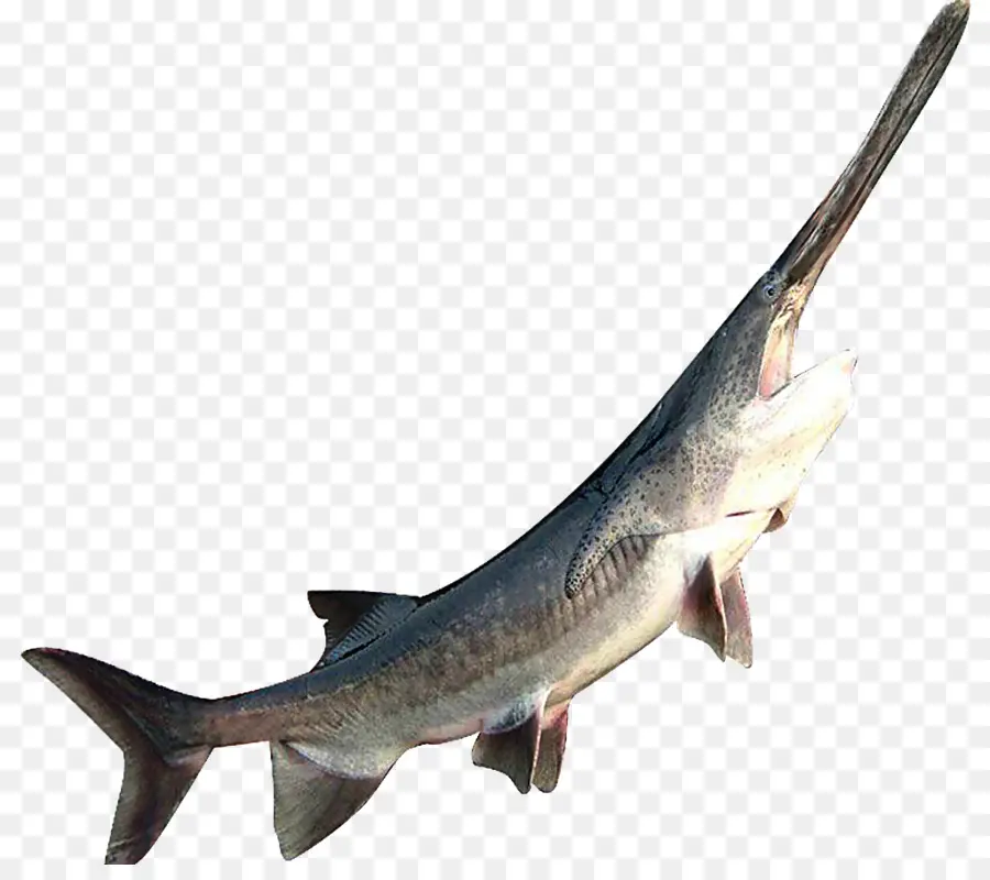 Ikan，Sturgeon PNG