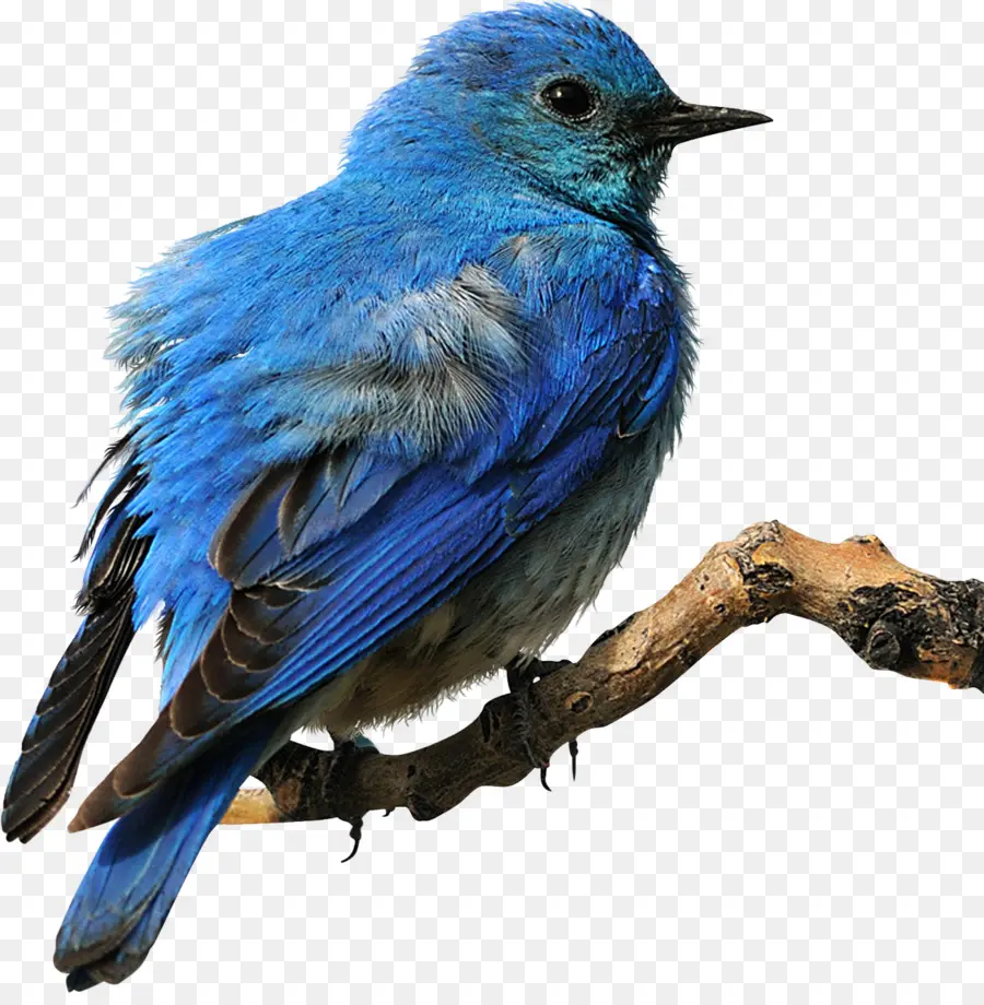Burung，Timur Bluebird PNG