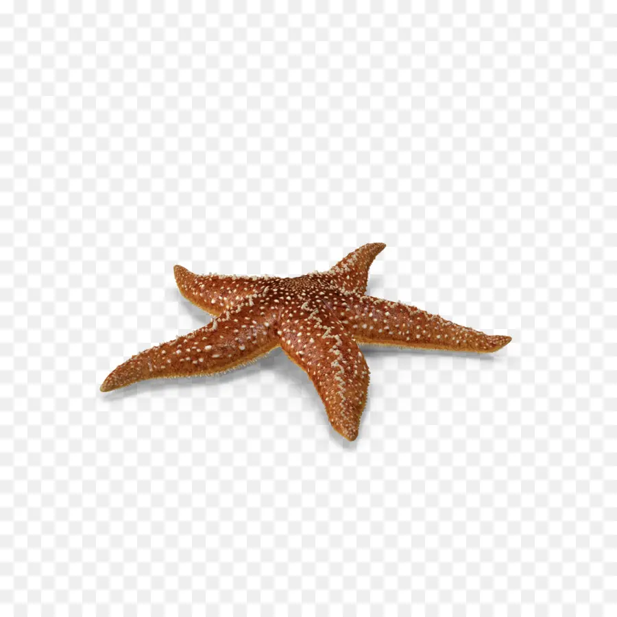 Bintang Laut，Callopatiria Granifera PNG