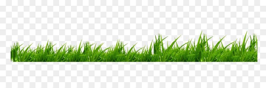 Euclidean Vektor Wheatgrass Rumput Gambar Png