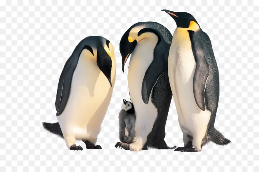 Penguin，Kucing PNG