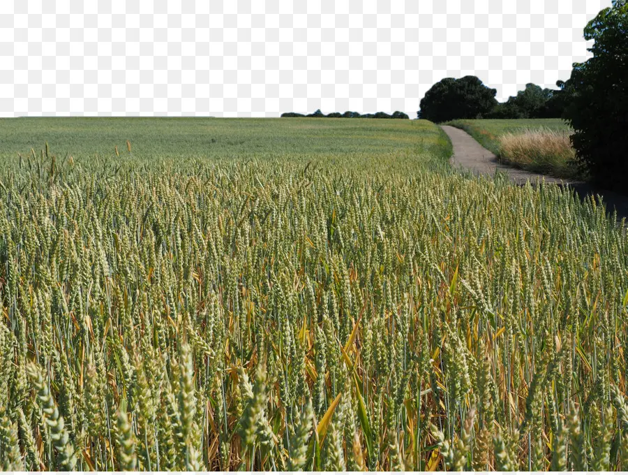 Ladang Gandum，Triticale PNG