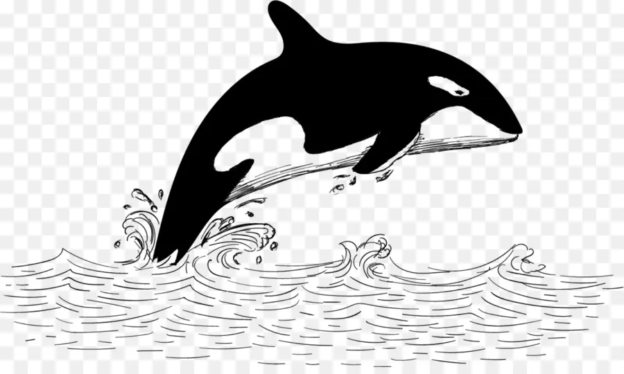 Orca，Melompat PNG