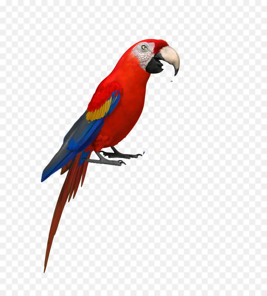 Burung Kesturi，Burung Beo PNG