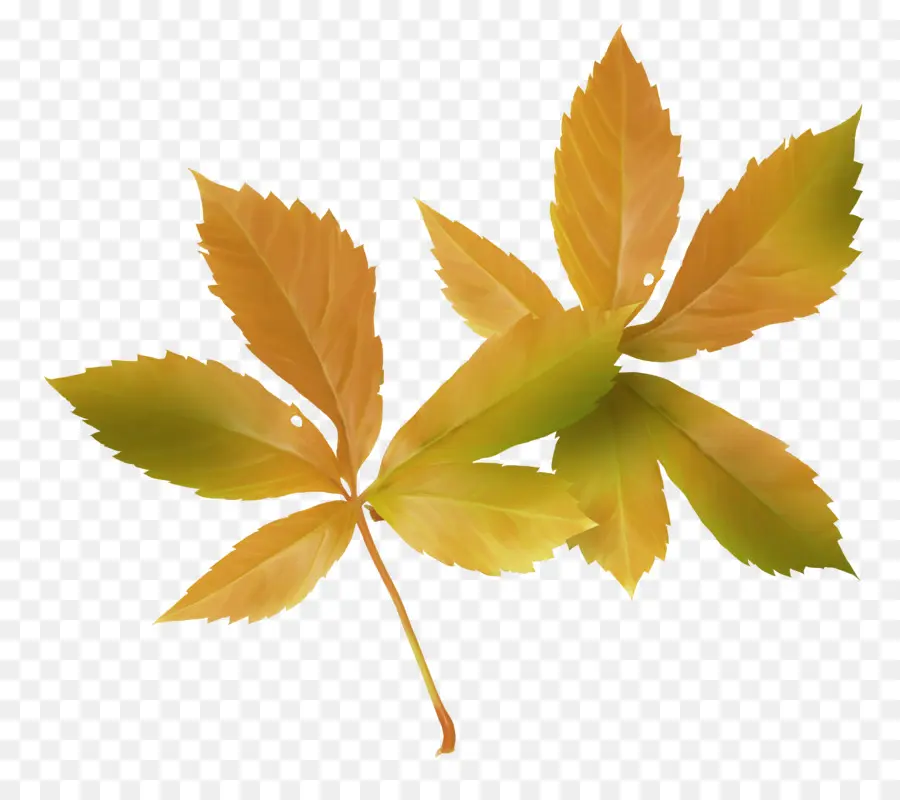 Daun Maple，Daun PNG