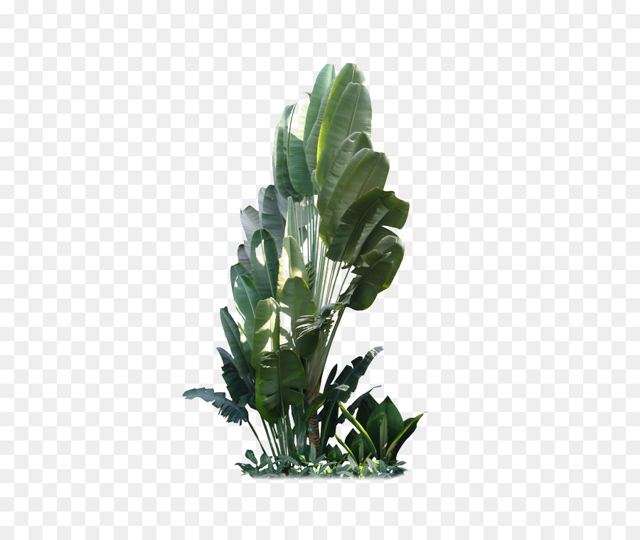 Daun, Pabrik, Pohon gambar png