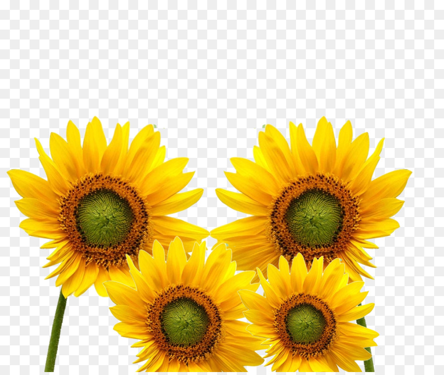 Gambar Bunga Matahari Kartun  Png Koleksi Gambar Bunga 