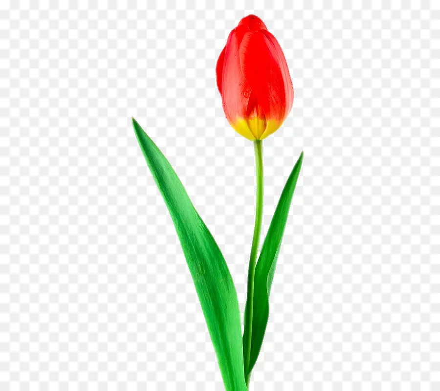 Bunga Tulp Merah Muda，Bunga PNG