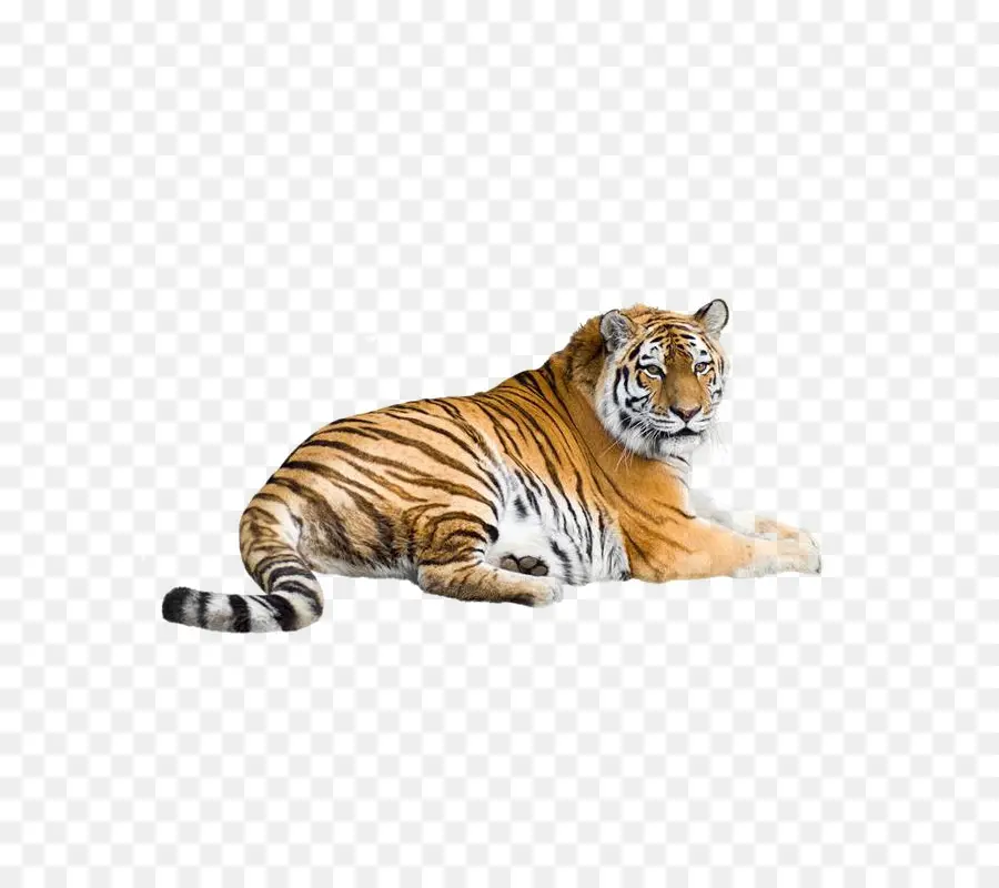 Harimau，Liar PNG