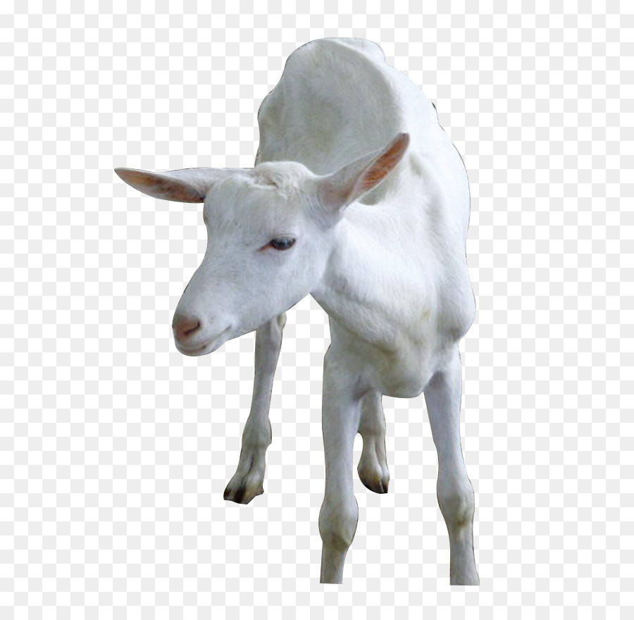  Gambar Kambing Animasi  Tanpa Background