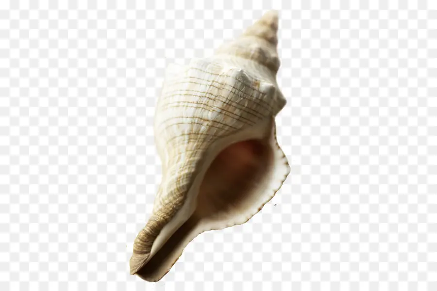 Kerang Laut，Laut PNG