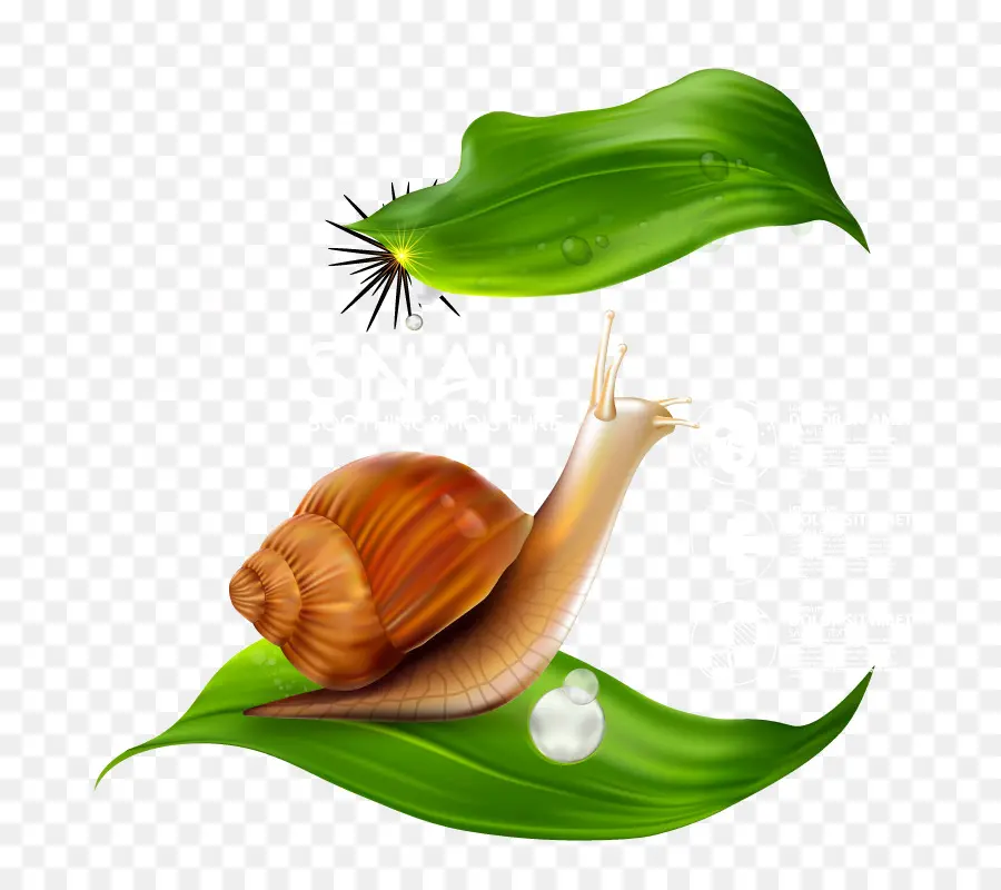 Siput，Daun PNG