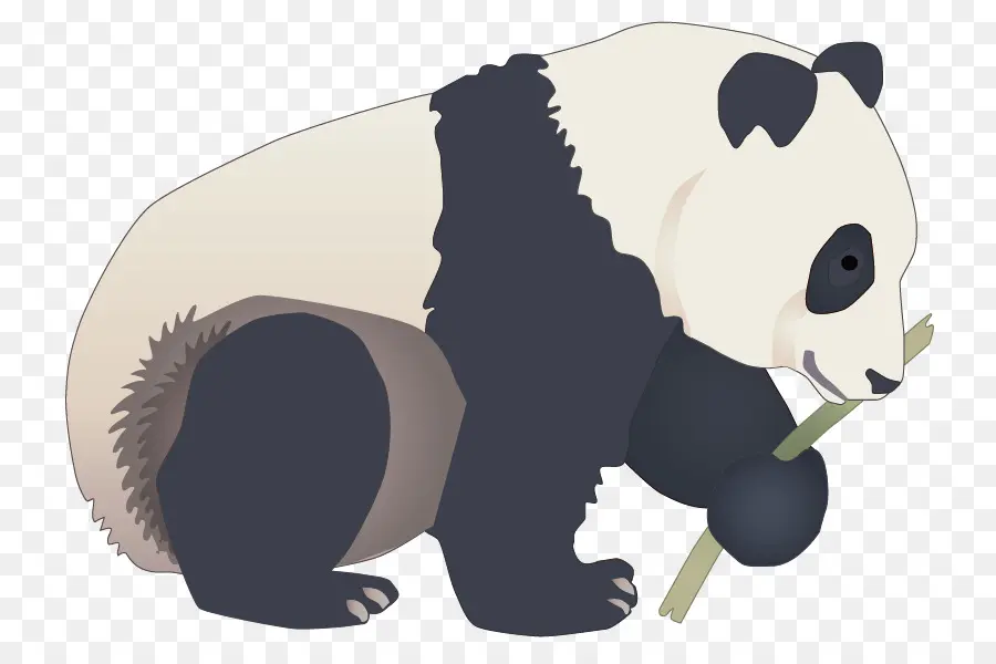 Panda，Beruang PNG