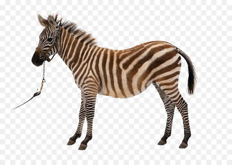 Kuda，Zebra PNG