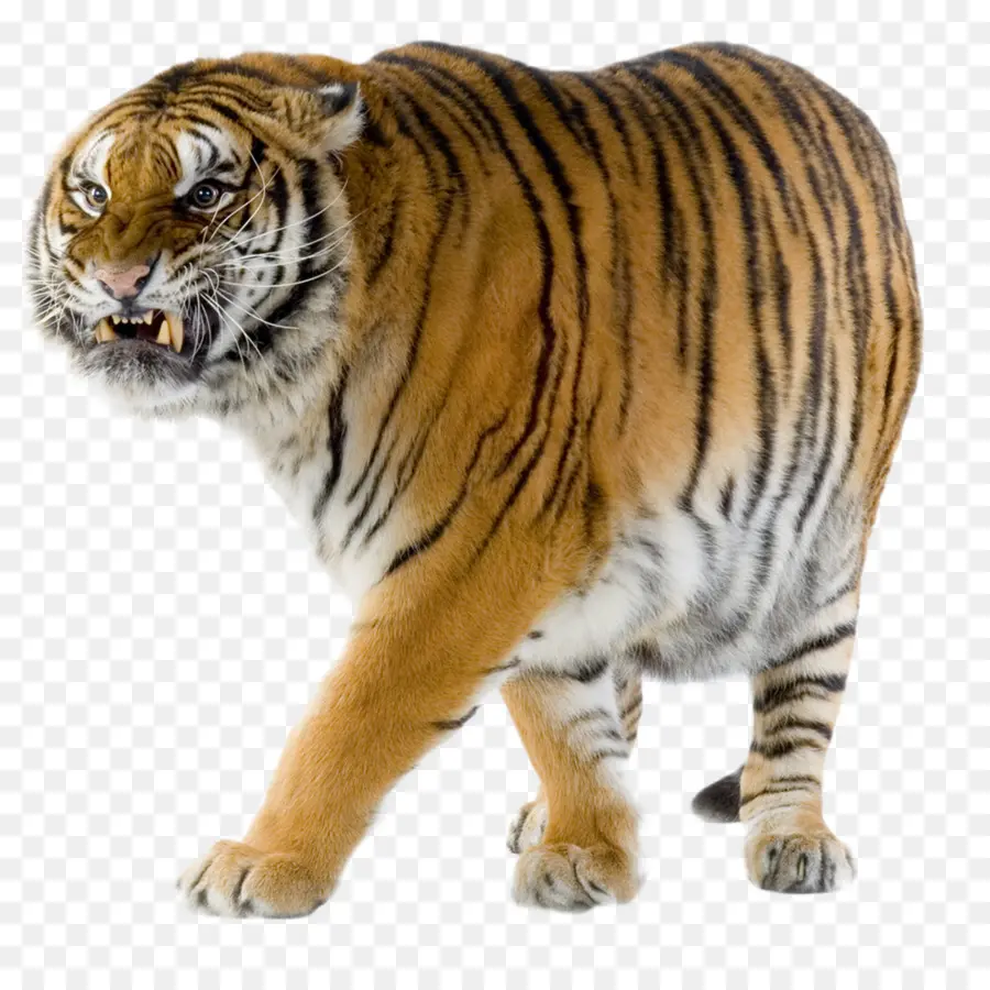 Harimau，Liar PNG