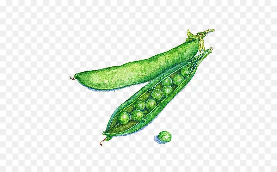 Kacang，Ilustrator PNG