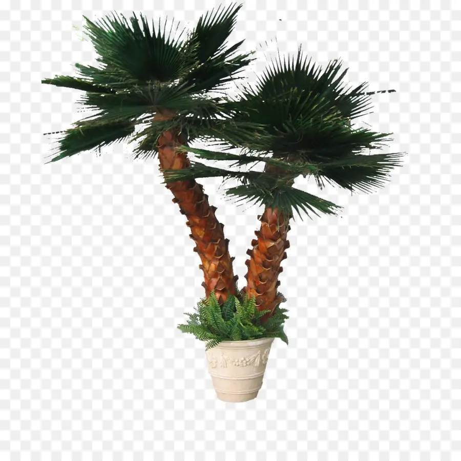 Arecaceae，Pohon PNG