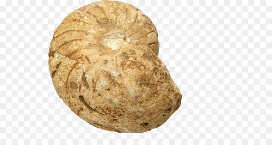 Fosil，Batu PNG
