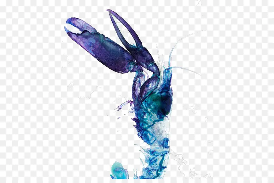 Lobster Biru，Krustasea PNG