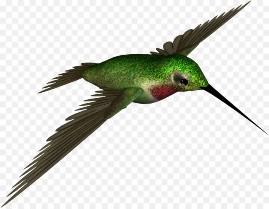 Burung Kolibri，Burung PNG