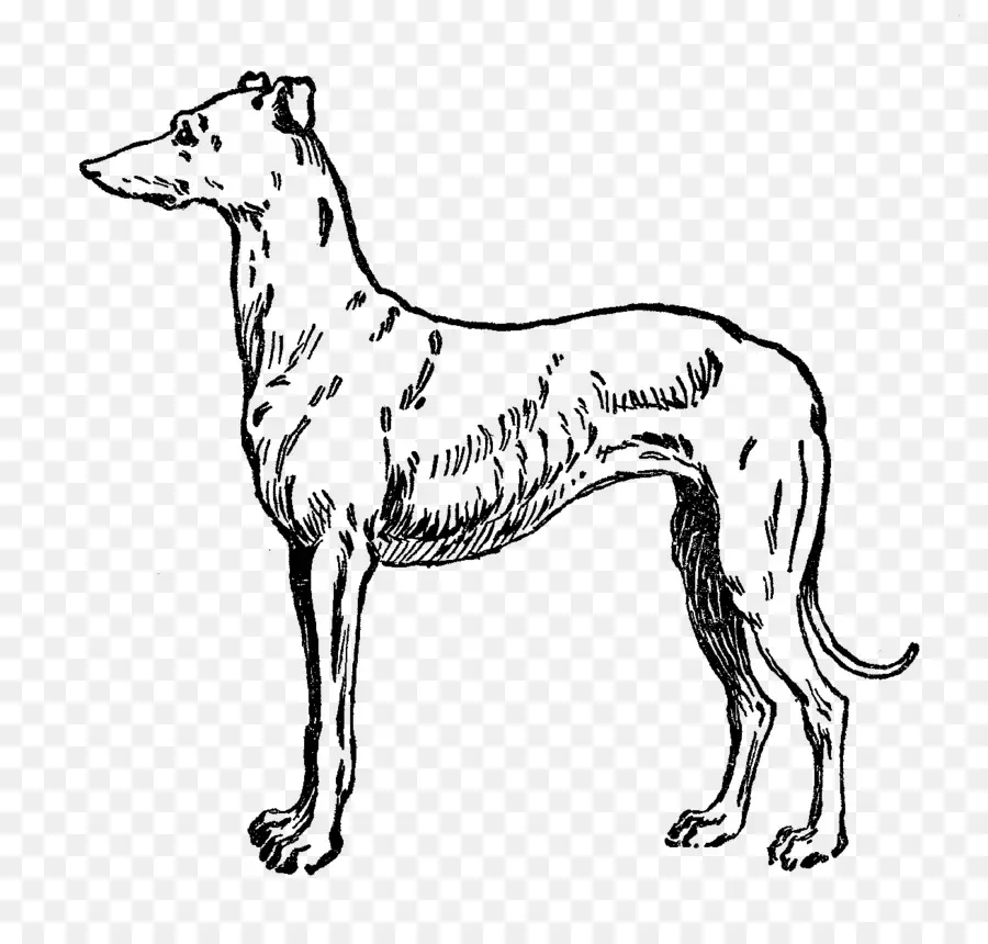 Anjing Greyhound，Sketsa PNG