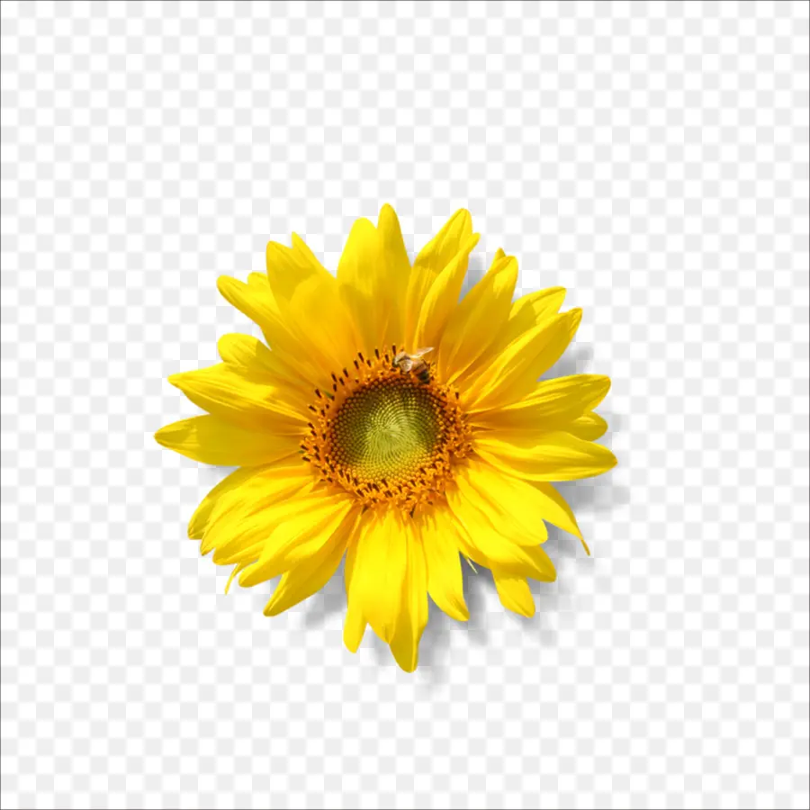 Umum Bunga Matahari，Lesitin PNG