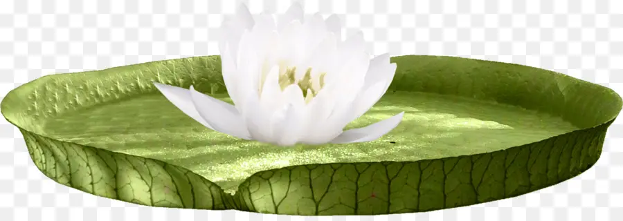 Teratai Putih，Lily Pad PNG