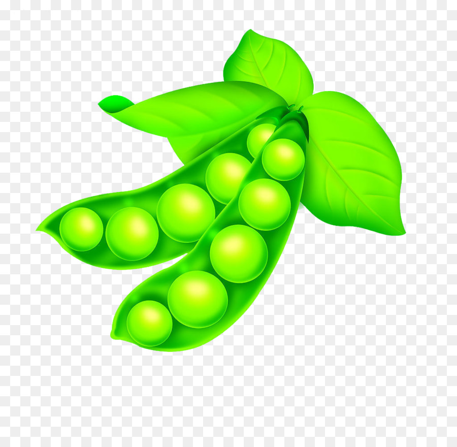 Umum Bean Kacang  Kacang  Lima gambar png