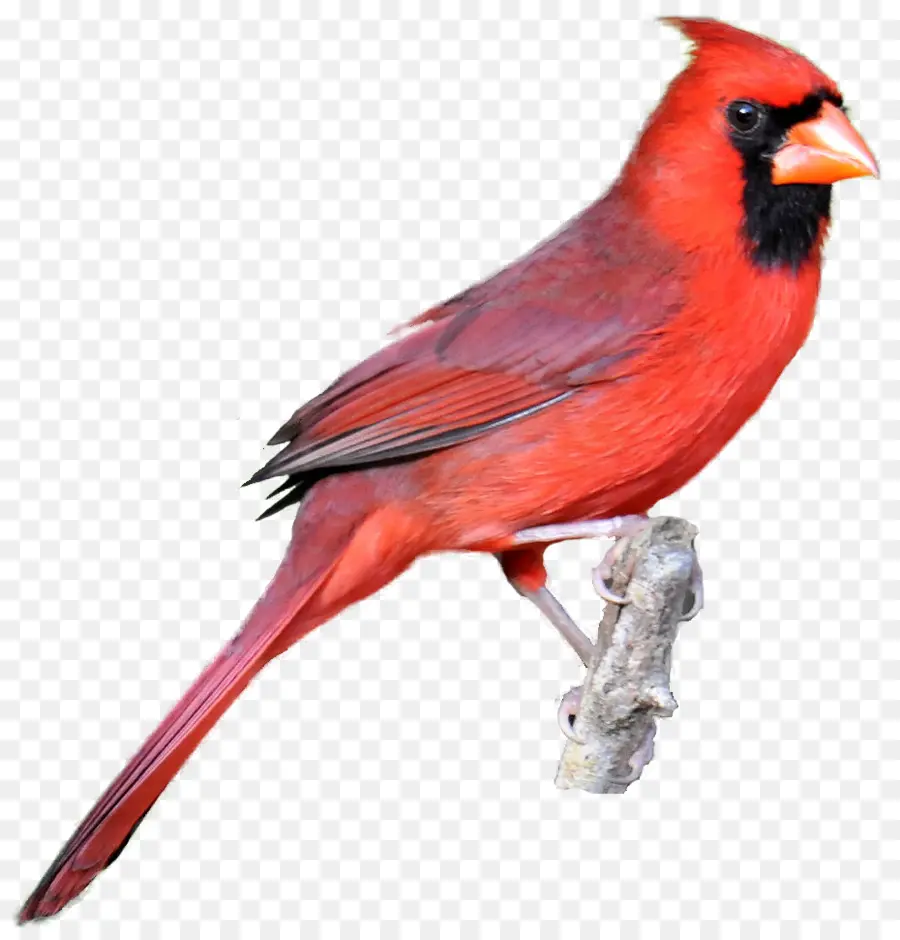 Kardinal Utara，Burung PNG