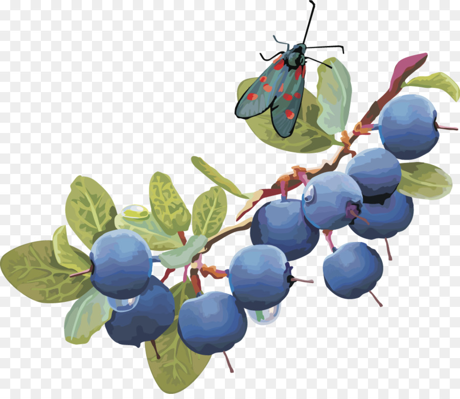 Blueberry，Buah Beri PNG