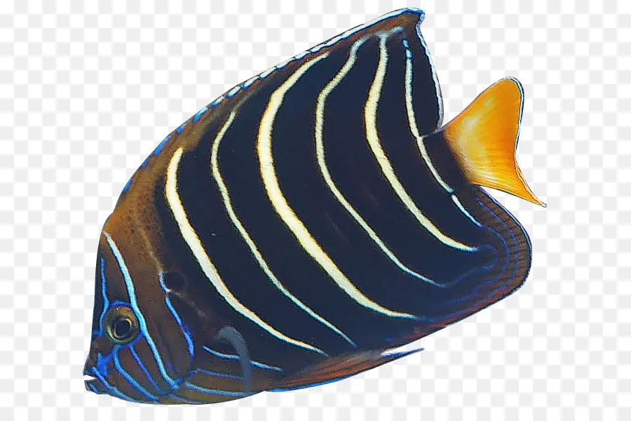 Ikan，Akuatik PNG