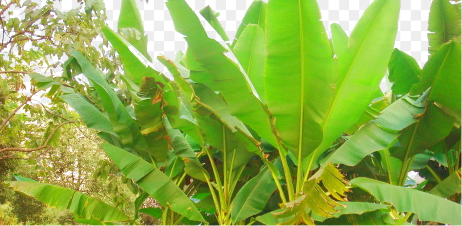 Daun Pisang，Daun Daun PNG