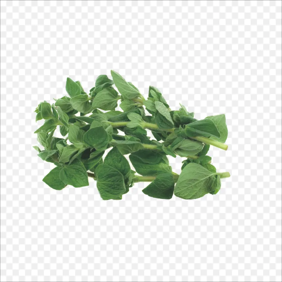 Daun Mint，Hijau PNG