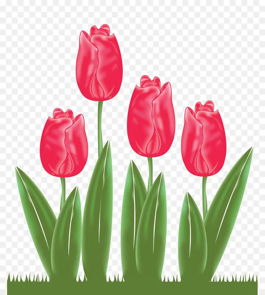 Tulipifera Liriodendron，Tulip PNG